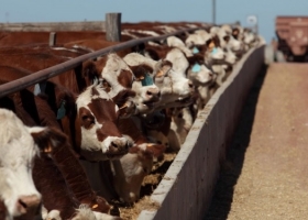 Los feedlot arrancaron 2022 a plena pérdida, pero crece el encierro ante la falta de campos