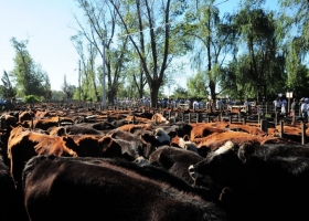 La resolución del Senasa que tiene en vilo a las ferias ganaderas del interior