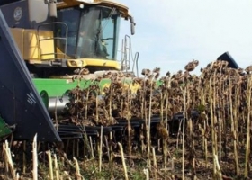 Ya se cosechó 10% del girasol y se mantienen las estimaciones… por ahora