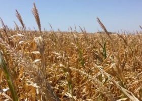 Productores autoconvocados piden la eliminación de las retenciones