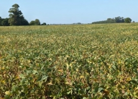 La seca ya afectó el 73% de la zona núcleo