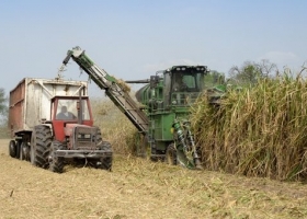 Por la sequía será una de las peores zafras azucareras