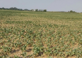 Reclaman que se declare la emergencia agropecuaria en Buenos Aires y en Entre Ríos