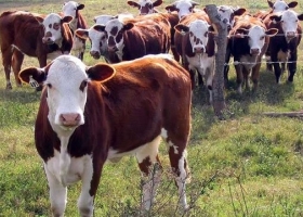 Se puede producir carne vacuna de calidad y reducir las emisiones de metano