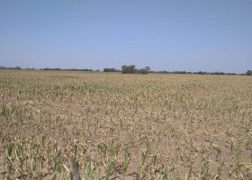 Las últimas lluvias y las pronosticadas frenan una recorte mayor de la producción