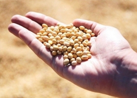 Factores alcistas para todos y todas: La oficina local del USDA recortó fuerte la proyección de cosecha de soja de Brasil