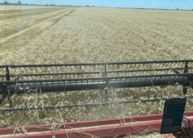 Gracias a la intervención de mercado el trigo es el cultivo que más poder de compra perdió con la suba sideral del precio de los fertilizantes