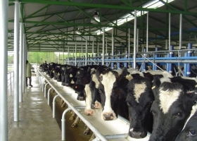 Concentración lechera: Los 500 tambos grandes producen más que los 5.000 tambos pequeños