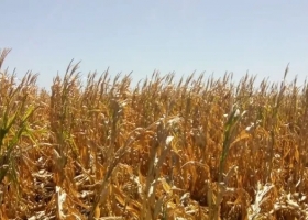 Sequía: Nación asistirá a productores entrerrianos con créditos de hasta cinco millones de pesos
