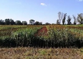 Se completa la siembra de sorgo
