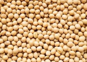 Soja: el magro porcentaje que el productor argentino recibe de lo que vale en el mundo