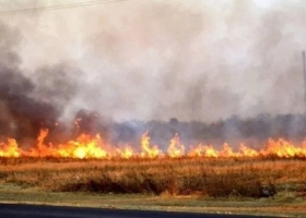 Avanzó contra todo lo que estaba a su paso para salvar a las vacas del fuego