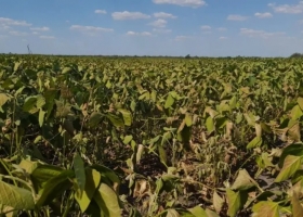 Zona núcleo: los cuatro datos que pronostican un peor estado de la soja