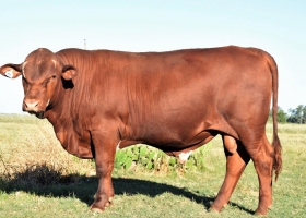 Seneford, la nueva raza argentina que se presentará en Expoagro