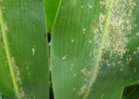El Senasa declaró la emergencia fitosanitaria por la plaga del pulgón amarillo del sorgo