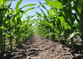 Se vuelve a disparar la urea: sin oferta, el precio local supera los US$ 1.300 la tonelada