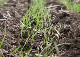 Bioinsumos: ¿el “auto eléctrico” del agro?