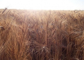 El Inta presentó una nueva variedad de trigo de calidad panadera