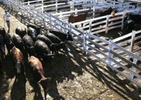 La legislatura porteña prorrogará el traslado del Mercado de Liniers a Cañuelas