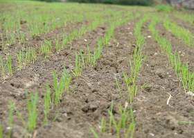 Por el costo de los nutrientes no se descarta una reducción en las superficies asignadas al trigo
