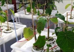 Un arbusto en el futuro de los biocombustibles