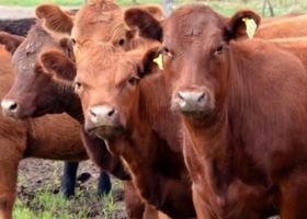 Reclaman que el Senasa le “ponga una fecha” a la prórroga de una resolución sanitaria