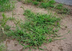 Se confirmó la presencia de pasto cuaresma resistente a glifosato y ya son 28 las malezas que lograron “vencer” al herbicida