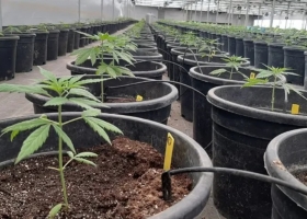 Diputados: el proyecto regulatorio para la industria del cannabis obtuvo dictamen