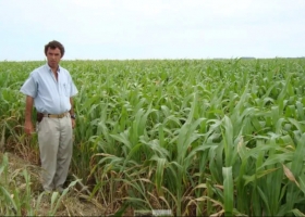 Ganadería: la experiencia exitosa de un productor en un sistema pastoril mejorado