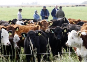 "Solamente existe la vocación": Raúl Milano describe cómo es ser ganadero en pleno siglo XXI