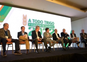 Trigo transgénico: la aprobación para su siembra reabrió un debate