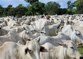 Paraguay se apresta a exportar carne bovina a Estados Unidos