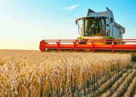 Cosecha trigo argentina sería 18,5 mln t por área sembrada, más baja en 12 años