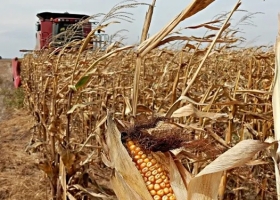 La cosecha maicera progresó en el centro y norte del área agrícola