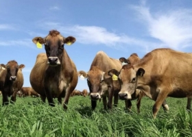  Potenciar el pasto