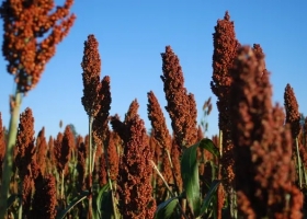 El sorgo se posiciona como un cultivo competidor ante la demanda de China