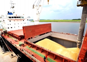 Récord: la cadena del maíz aportará este año US$20.397 millones