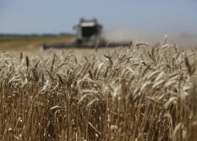 En un mes, el valor del trigo argentino de la nueva cosecha se derrumbó casi un 18%