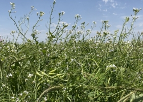 En el día de la conservación del suelo, Aapresid advirtió que los campos argentinos “fueron perdiendo su salud y esplendor originales”