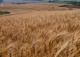 Con el impulso de los precios altos, Brasil prevé reducir su dependencia del trigo argentino