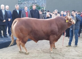 Nicanor, un toro de una raza francesa, fue el primer animal en llegar a la Exposición Rural de Palermo