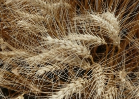 El campo deberá informar el trigo que tiene a febrero de cada año