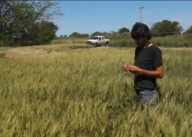 Trigo: las lluvias mejoraron la situación en Bueno Aires, pero se espera una menor fertilización