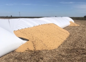 Ataques a silo bolsas: denuncian nuevas roturas desde distintos puntos del país y apuntan al Presidente