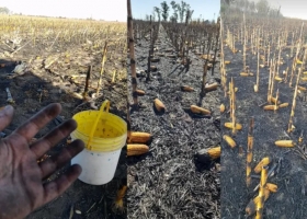 Estaba a punto de cosechar y le quemaron parte del campo: la pérdida es millonaria