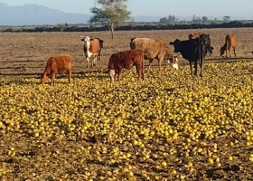 Sus vacas comen miles de kilos de limones que desechan otros productores