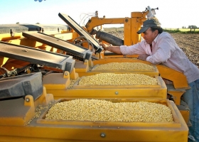 Semillas. Algunos datos de un sector clave en la Agroindustria