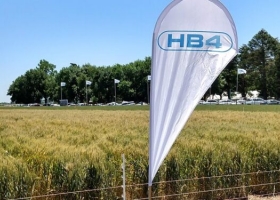 Ingenuos ambientalistas lanzan un boicot para detener el avance del trigo HB4, desconociendo que es falso que esa variedad pueda sembrarse libremente