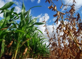 Argentina proyecta aumentar el área de soja y reducir la de maíz