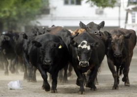 Brucelosis bovina: menos del 1 % del ganado dio positivo tras controlar más de 2700 establecimientos